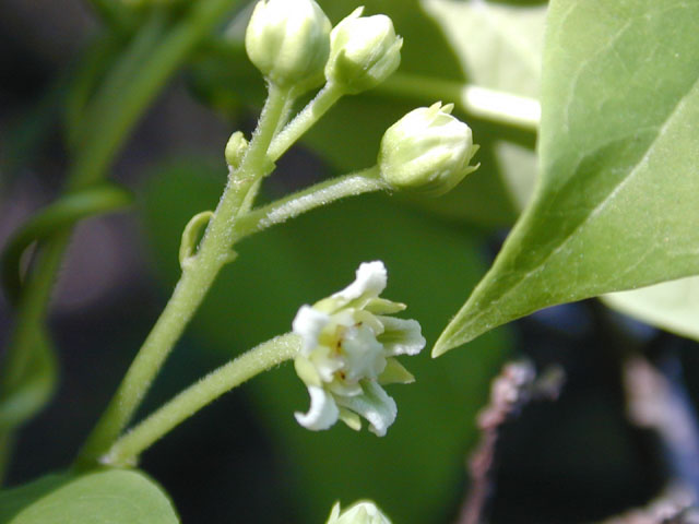 Cynanchum racemosum var. unifarium (Talayote) #11651