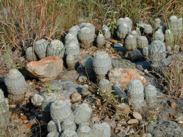 Echinocereus reichenbachii (Lace hedgehog cactus) #11876