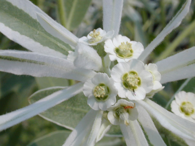 Euphorbia bicolor (Snow on the prairie) #12005