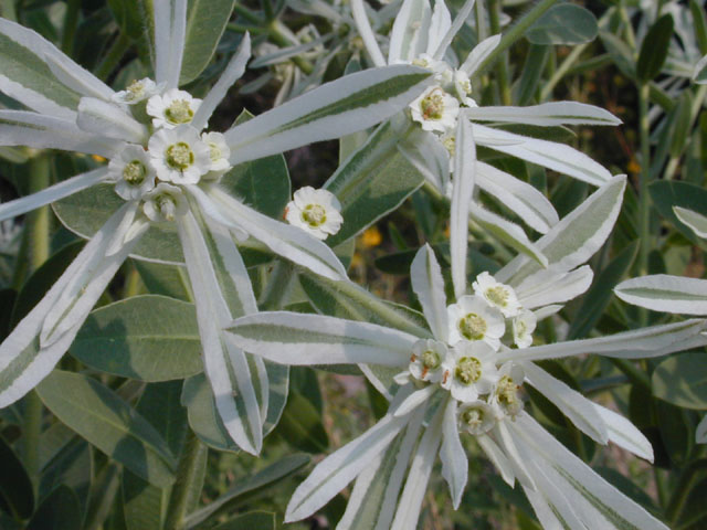 Euphorbia bicolor (Snow on the prairie) #12006