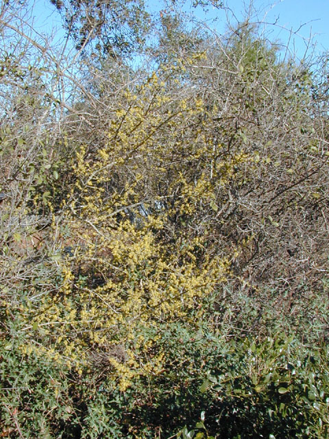 Forestiera pubescens (Elbowbush) #12354