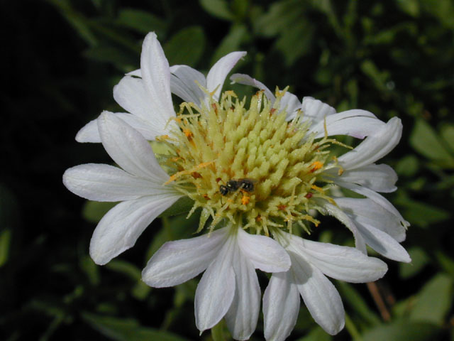 Gaillardia aestivalis var. winkleri (Winkler's blanketflower) #11718