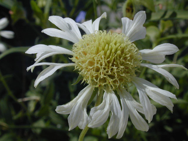 Gaillardia aestivalis var. winkleri (Winkler's blanketflower) #11721