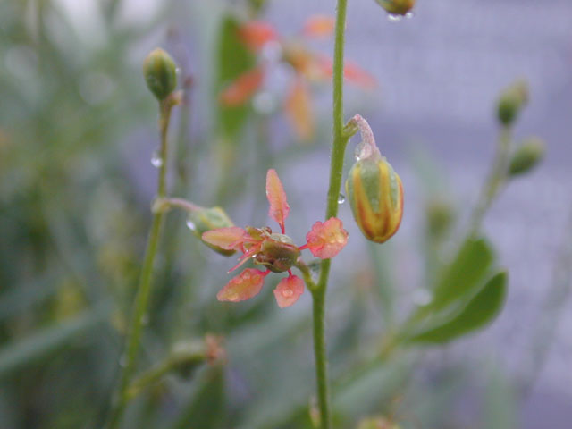 Galphimia angustifolia (Narrowleaf goldshower) #12236