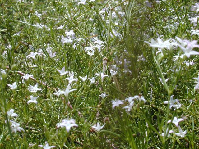 Stenaria nigricans var. nigricans (Diamondflowers) #12584