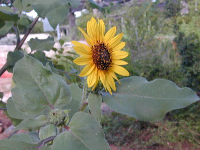 helianthus annuus  common sunflower