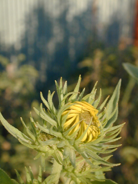 Helianthus maximiliani (Maximilian sunflower) #11730