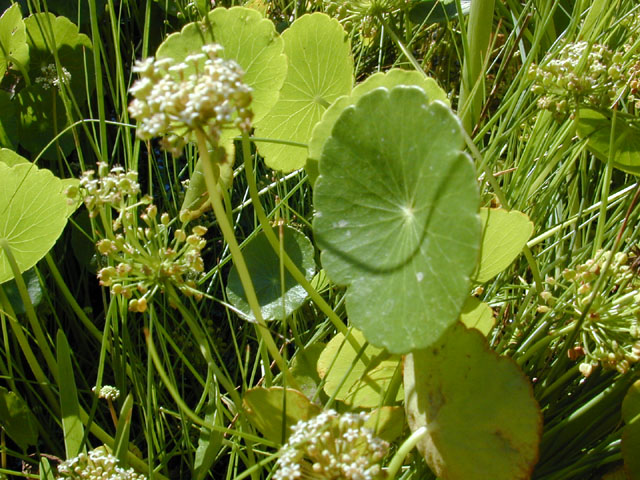 Hydrocotyle umbellata (Manyflower marsh-pennywort) #11602