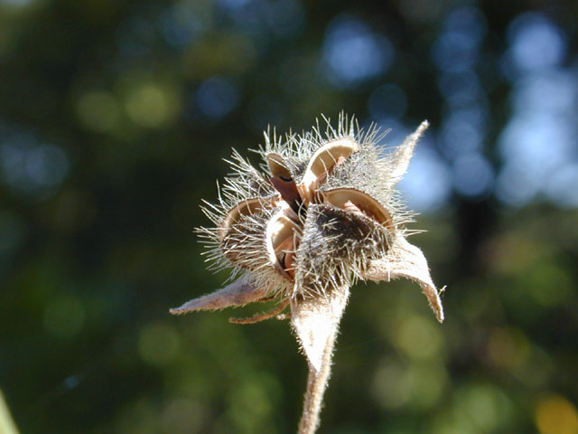 Kosteletzkya virginica (Virginia saltmarsh mallow) #12268