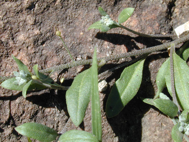 Lesquerella densiflora (Denseflower bladderpod) #11865