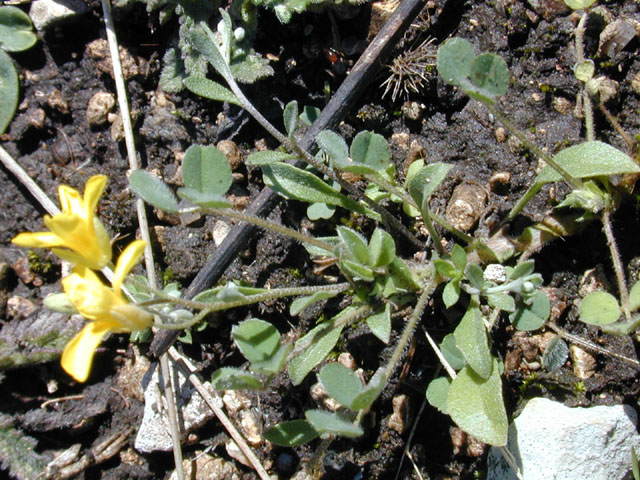 Lesquerella densiflora (Denseflower bladderpod) #11866