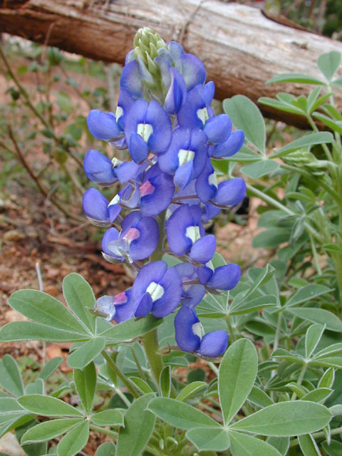 Lupinus texensis (Texas bluebonnet) #12066