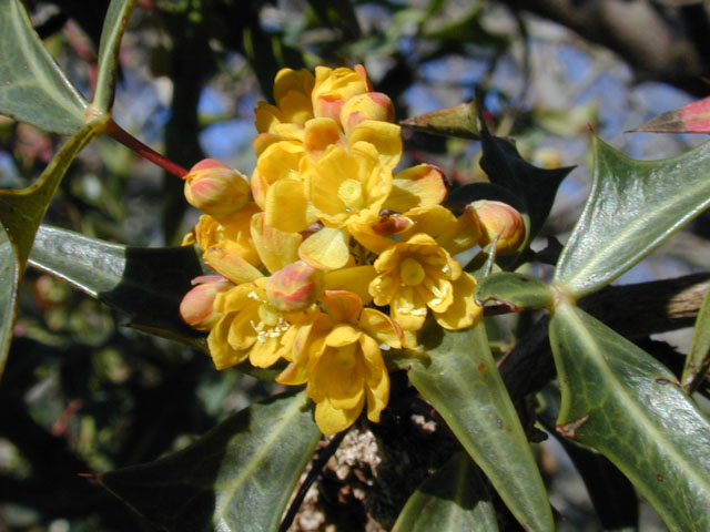 Mahonia trifoliolata (Agarita) #11833