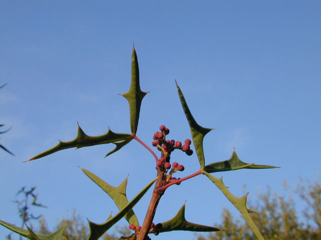 Mahonia trifoliolata (Agarita) #11850