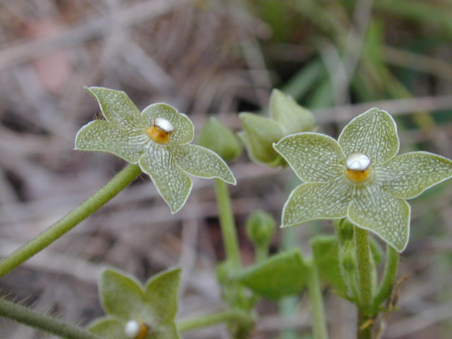 Matelea reticulata (Pearl milkweed vine) #11657