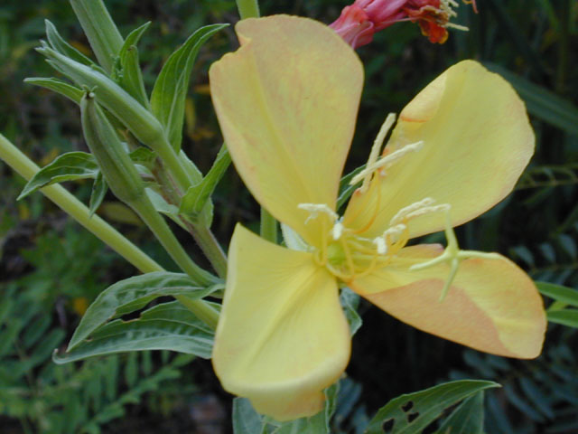 Oenothera jamesii (Trumpet evening-primrose) #12375