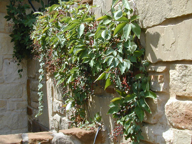 Parthenocissus quinquefolia (Virginia creeper) #12742