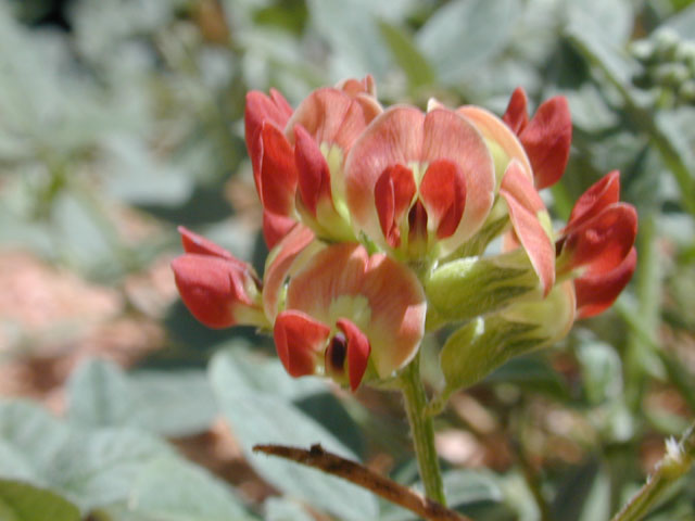 Pediomelum rhombifolium (Gulf indian breadroot) #12074