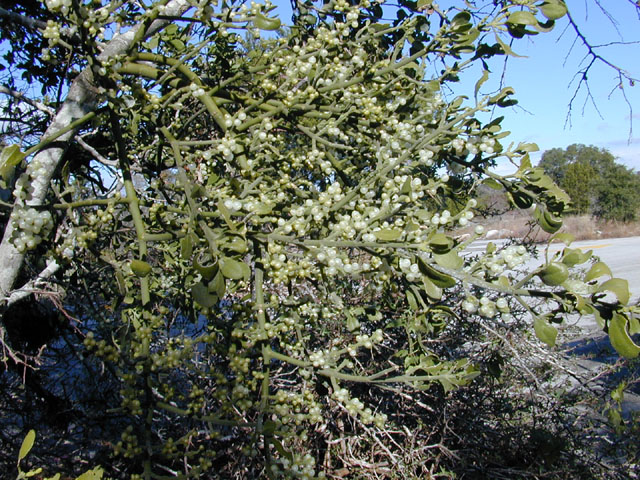 Phoradendron tomentosum (Christmas mistletoe) #12733