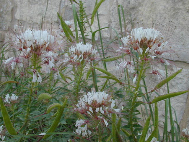Polanisia dodecandra ssp. trachysperma (Sandyseed clammyweed) #11917
