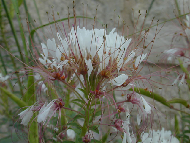 Polanisia dodecandra ssp. trachysperma (Sandyseed clammyweed) #11918