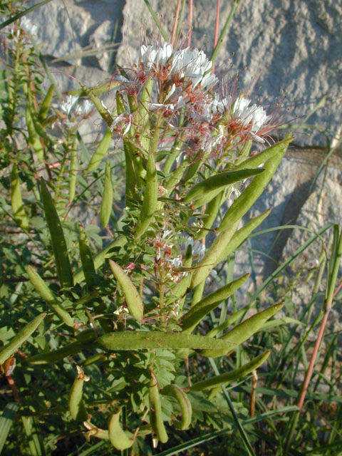Polanisia dodecandra ssp. trachysperma (Sandyseed clammyweed) #11919