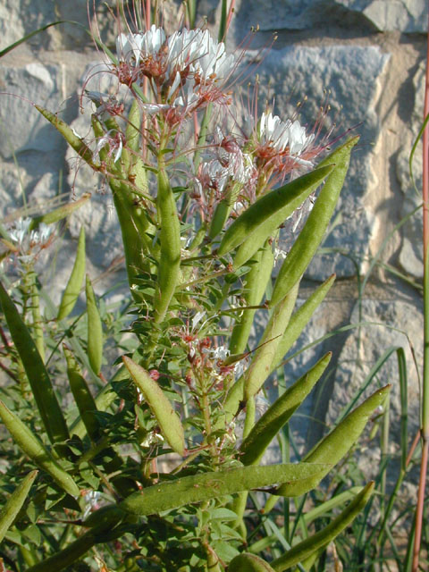 Polanisia dodecandra ssp. trachysperma (Sandyseed clammyweed) #11921