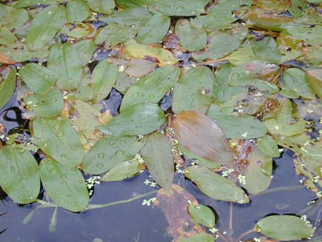 Potamogeton nodosus (Longleaf pondweed) #12501