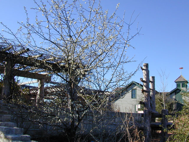 Prunus mexicana (Mexican plum) #12565