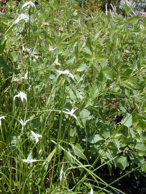 Rhynchospora colorata (Whitetop sedge) #11973