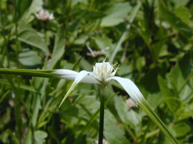 Rhynchospora colorata (Whitetop sedge) #11974