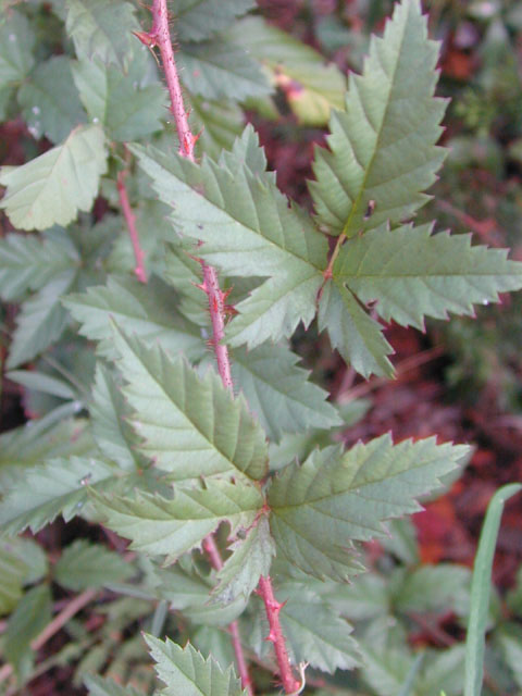 Rubus trivialis (Southern dewberry) #12580