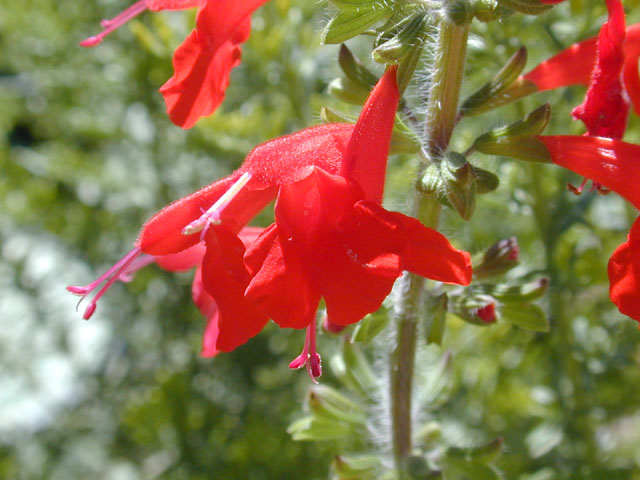 Salvia coccinea (Scarlet sage) #12146