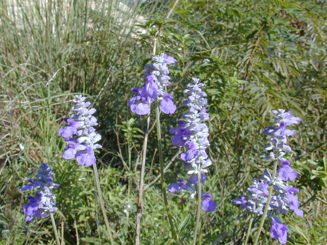 Salvia farinacea (Mealy blue sage) #12149
