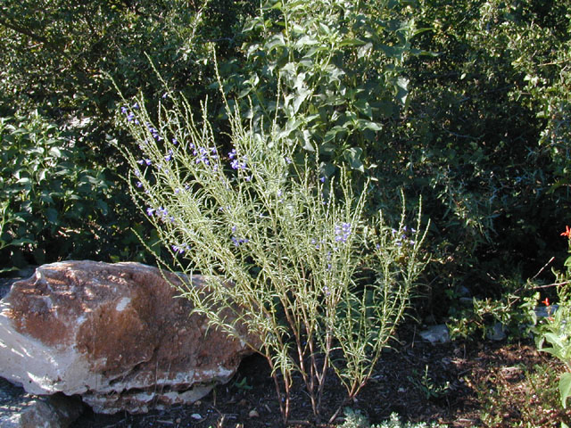 Salvia reptans (Slenderleaf sage) #12168