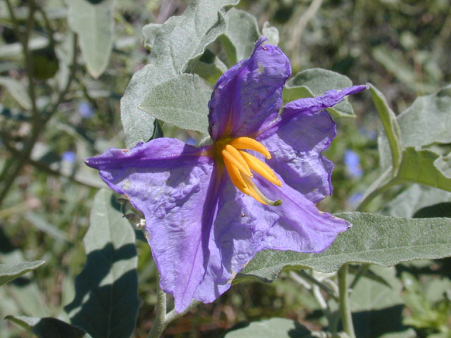 Solanum elaeagnifolium (Silverleaf nightshade) #12658