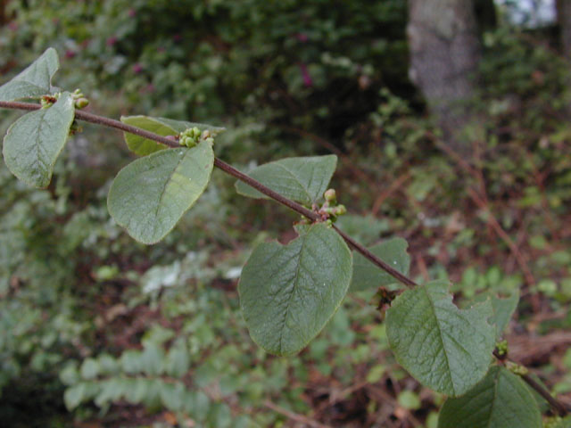 Symphoricarpos orbiculatus (Coralberry) #11928