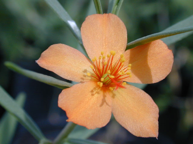 Phemeranthus aurantiacus (Orange flameflower) #12495