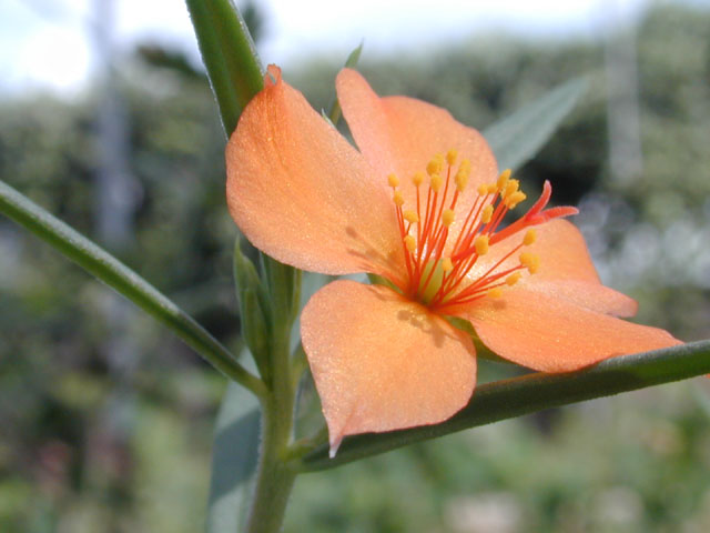 Phemeranthus aurantiacus (Orange flameflower) #12497