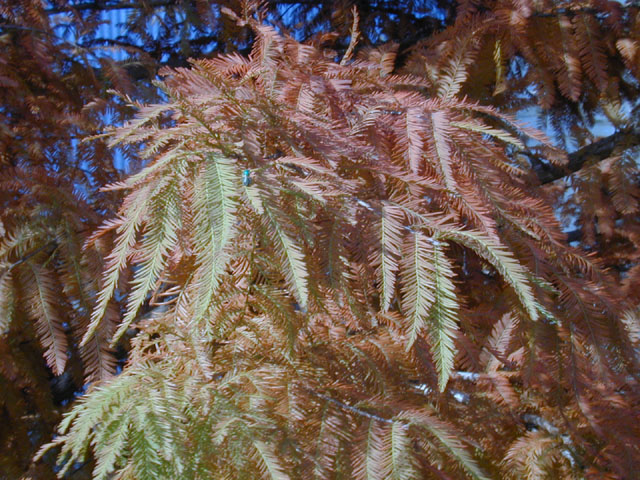 Taxodium distichum (Bald cypress) #11967