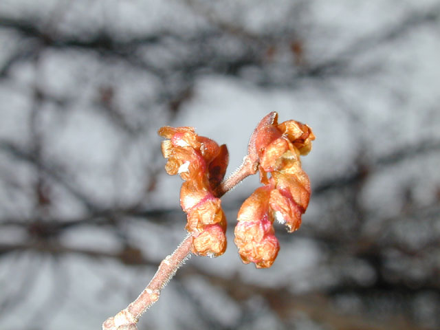Ulmus alata (Winged elm) #12680