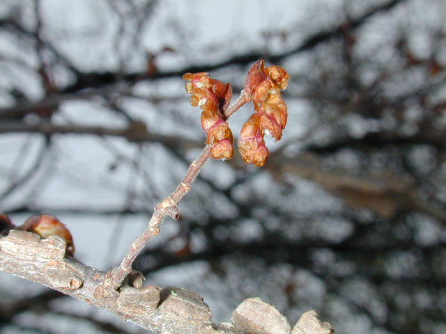 Ulmus alata (Winged elm) #12681