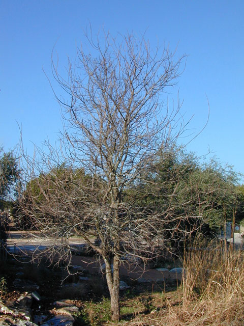 Ulmus crassifolia (Cedar elm) #12702