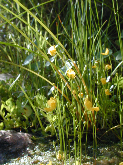 Utricularia gibba (Humped bladderwort) #12177