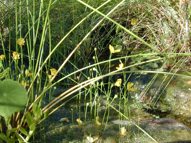 Utricularia gibba (Humped bladderwort) #12178