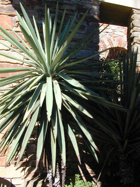 Yucca treculeana (Spanish dagger) #11569