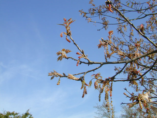 Quercus buckleyi (Texas red oak) #12747