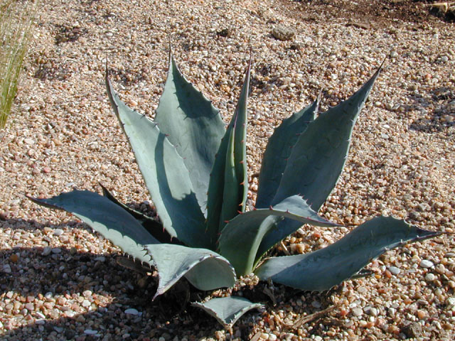 Agave havardiana (Havard's century plant) #12775