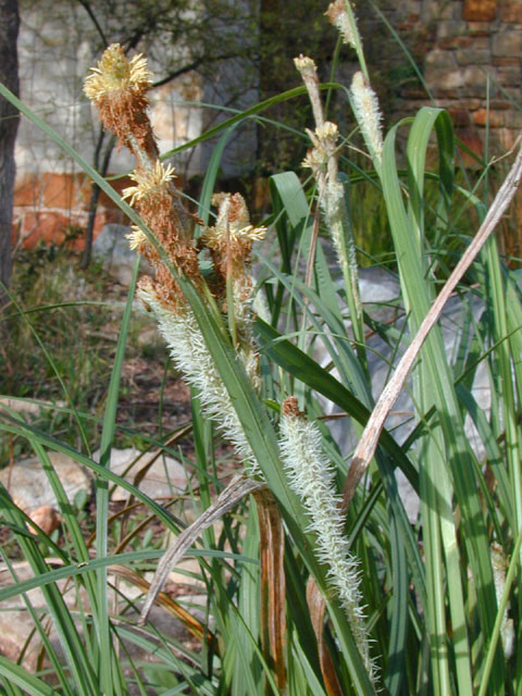 Carex emoryi (Emory's sedge) #12782
