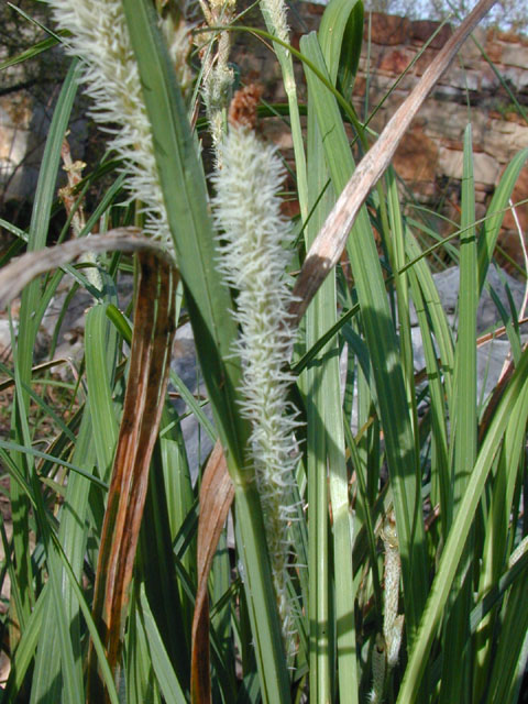 Carex emoryi (Emory's sedge) #12783